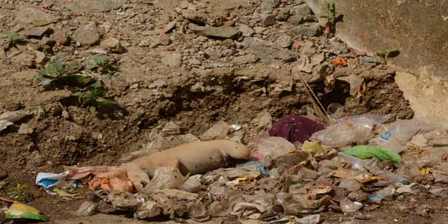 Carcass of dog lying for the past three days