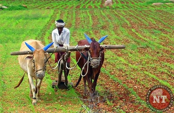 farmers