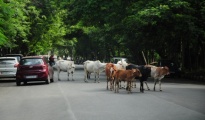 Cattle Stray