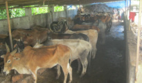 cattle
