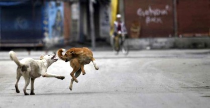 Stray-dogs-in-Kerala-Supreme-Court-min