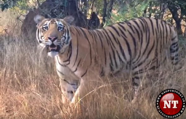 Tiger Srinivas