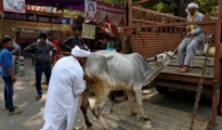 Cow