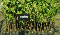 Tree Plantation