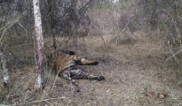 carcass of Tiger found in Melghat Tiger Reserve