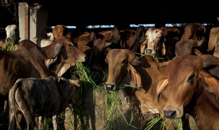 India's top court tells government to stop cow vigilantes India's top court tells government to stop cow vigilantes