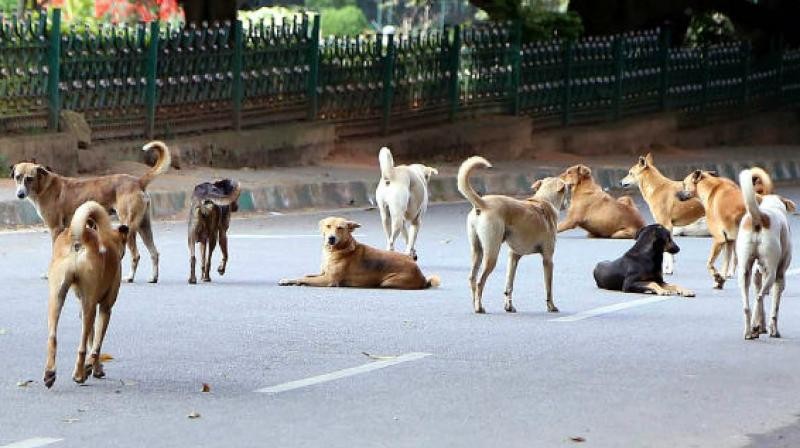 SPCA found carrying out ABC surgeries sans MPCB nod, generating bio medical waste