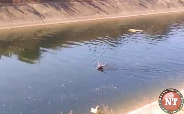 Video: First Jaichand and now Swamp Deer falls in Ghosikhurd’s right canal