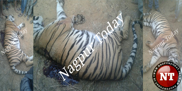 Sub-adult tiger found dead in Sindewahi village near Chandrapur