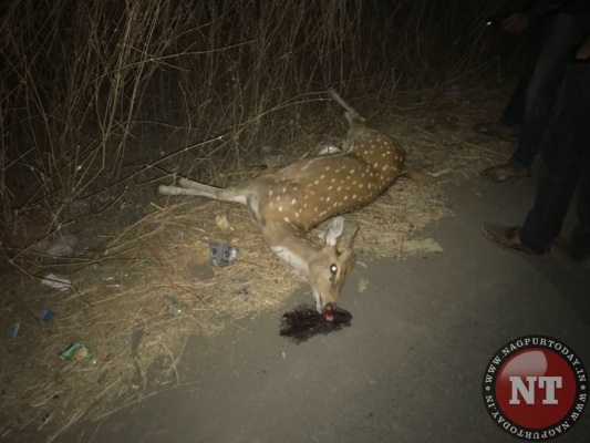 Deer Killed in Road Accident