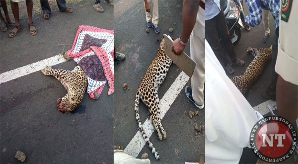 Leopard-cub-killed