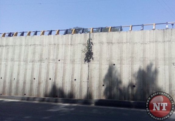 Sitabuldi Flyover, Peepal Tree (