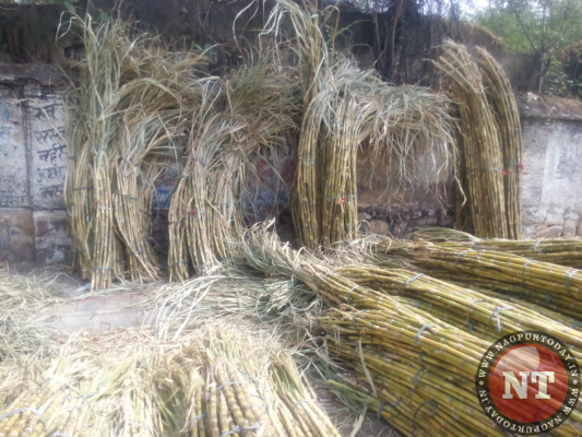 Sugarcane