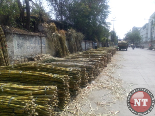 Sugarcane