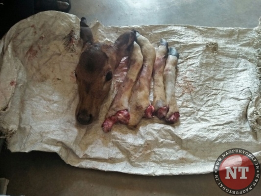 Chital Meat seized near Nagpur 