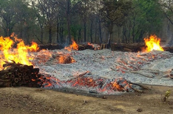 Maoists set government forest on fire in Nagpur