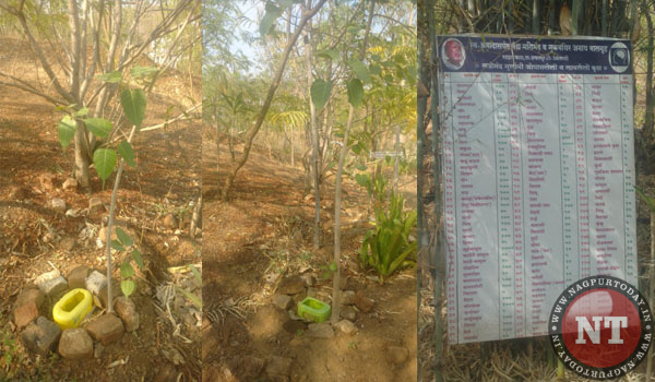 Plastic Can use for water dripping, Trees in melghat