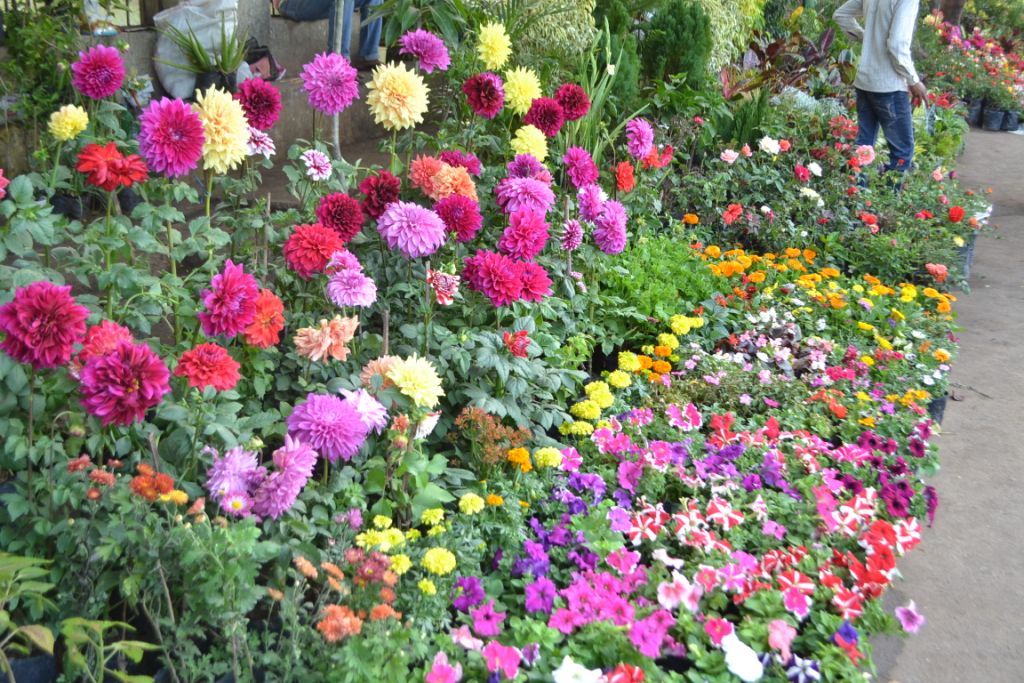 Roadside vendors of potted plants with an array of flamboyant splendor of flowers in full bloom
