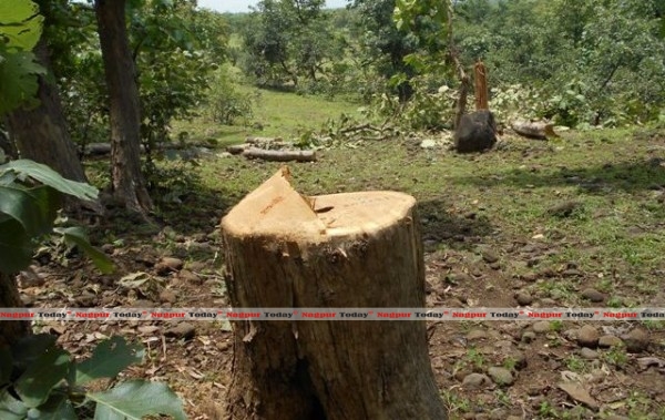 Cuted Sagvan trees