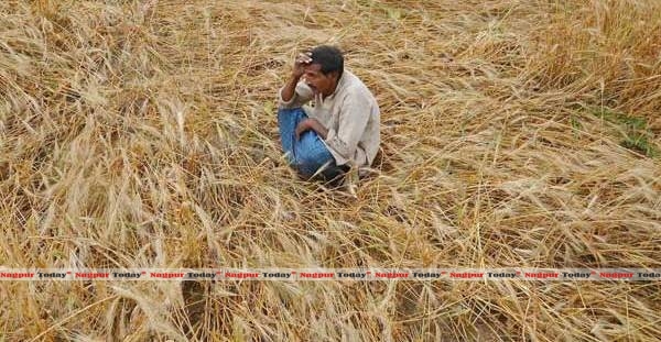 Kharif crops in Vidarbha drying due to lack of rains, Farmers worried