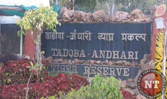 Tadoba Andhari Tiger Reserve