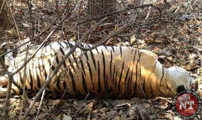 Tigress killed