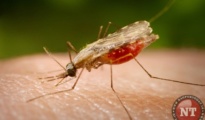 Dengue Mosquitoes