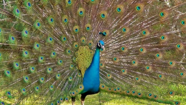 Rajasthan Judge’s ‘peacock Don’t Have Sex’ Remark Draws