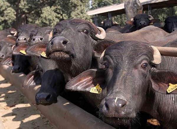 Locals in Delhi thrash six people after truck carrying buffaloes grazes vehicle