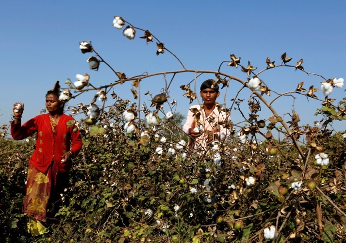 Pesticide, seed cos earn moolah at the expense of cotton farmers in