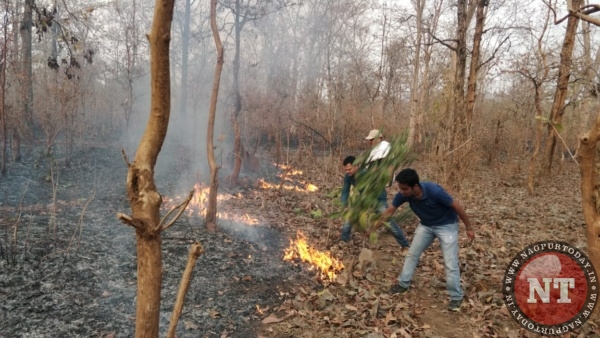 Fire in Navegaon-Nagzira Tiger Reserve forests - Nagpur Today : Nagpur News