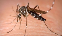 Mosquitoes