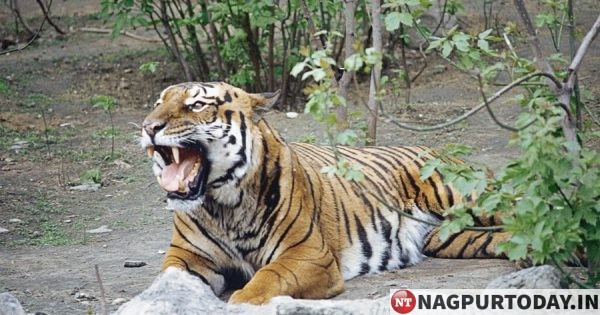 Maharashtra: Tiger kills man, fourth incident in nine days - Nagpur Today :  Nagpur News