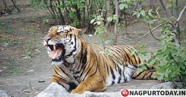 Maharashtra: Tiger kills man, fourth incident in nine days - Nagpur Today : Nagpur News Maharashtra: Tiger kills man, fourth incident in nine days - Nagpur Today : Nagpur News