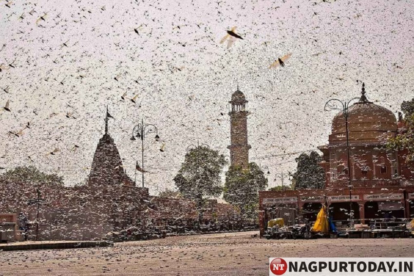 https://www.nagpurtoday.in/wp-content/uploads/2020/05/Locust_20200525_570_850_1_570_850.jpg https://www.nagpurtoday.in/wp-content/uploads/2020/05/Locust_20200525_570_850_1_570_850.jpg