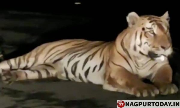 Man-animal conflict: Tiger captured in Chandrapur district - Nagpur Today : Nagpur News Man-animal conflict: Tiger captured in Chandrapur district - Nagpur Today : Nagpur News