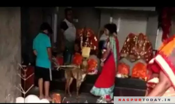 In a first, cops register offence for animal sacrifice in Kamptee - Nagpur Today : Nagpur News In a first, cops register offence for animal sacrifice in Kamptee - Nagpur Today : Nagpur News