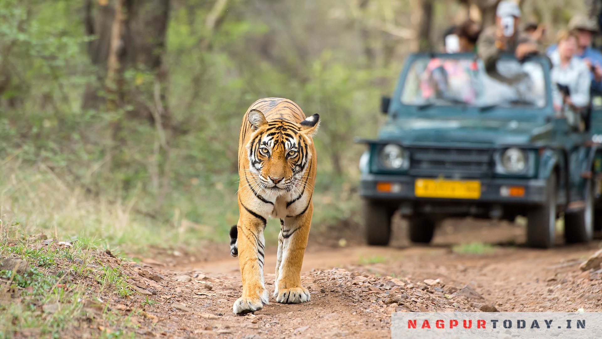 Jungle Safari restarts at Gorewada from Nov 5 Nagpur Today : Nagpur News