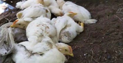 Nagpur district registers 1st case of bird flu in Waranga