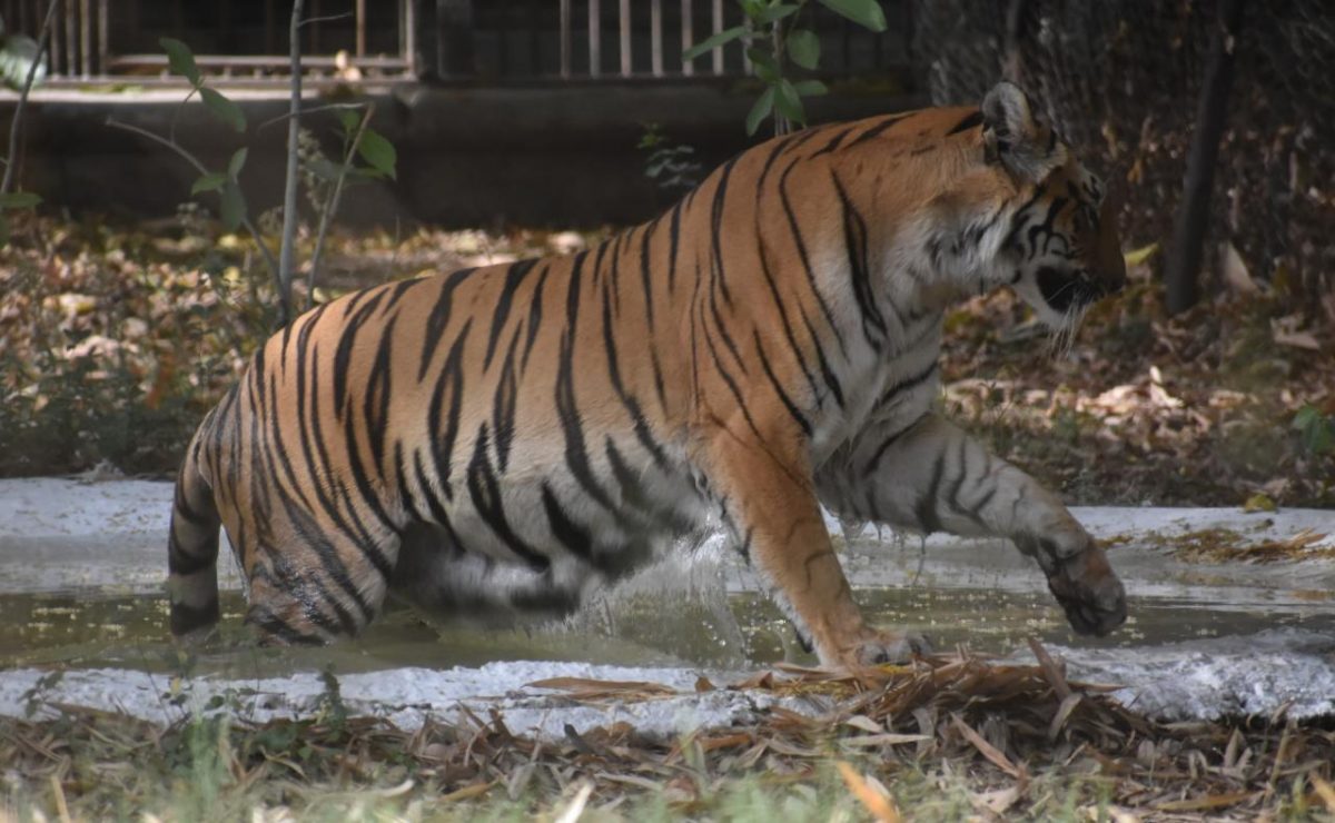 In Pics Maharaj Bagh tiger keeps cool for summer Nagpur Today Nagpur