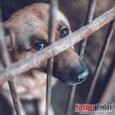 People adopting animal cruelty to gain followers on social media: Smita Mire - Nagpur Today : Nagpur News People adopting animal cruelty to gain followers on social media: Smita Mire - Nagpur Today : Nagpur News