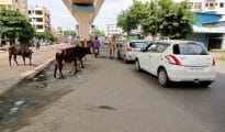 Stray cattle pose threats to commuters, pedestrians on Nagpur roads