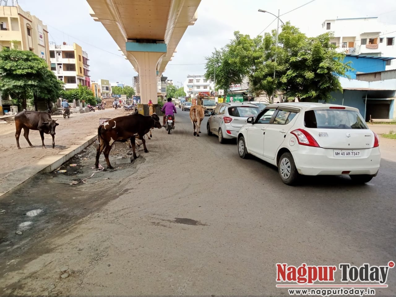 Stray cattle pose threats to commuters, pedestrians on Nagpur roads - Vimarsana News