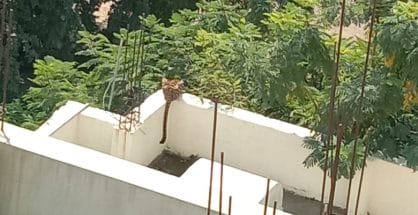 Video: Leopard strays into Acharya Vinoba Bhave Rural Hospital in Wardha