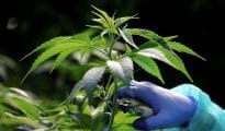 CAIT demands strict action against Amazon for alleged sale of marijuana