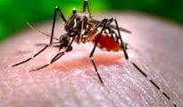 Over 400 dengue patients reported in six months in Nagpur