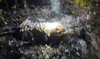 Tiger found dead near Karhandla, Second death in two days