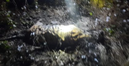 Tiger found dead near Karhandla, Second death in two days