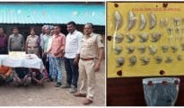 Nagpur Forest Department bust gang selling tiger nails, teeth; 5 arrested