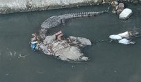 Camera traps set to find crocodile